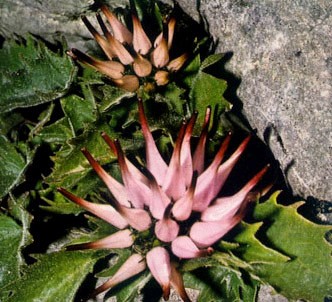 Fotografía de la planta Rapónchigo de roca