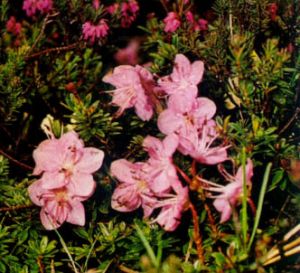 Rododendro enano