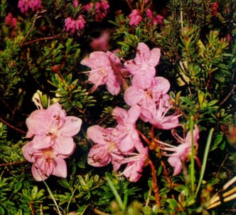 Fotografía de la planta Rododendro enano