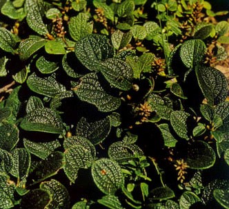 Fotografía de la planta Sauce enano reticulado