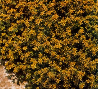 Fotografía de la planta Pimienta de muros - Pampajarito