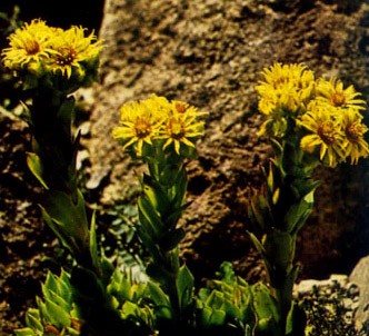 Fotografía de la planta Siempreviva amarilla