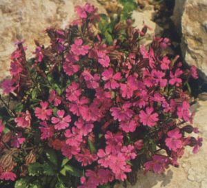 Silene R.