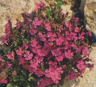 Fotografía de la planta Silene R.