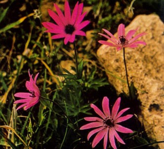 Fotografía de la planta Anémona de jardín