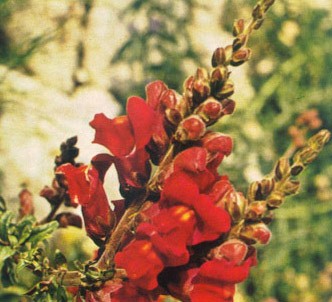 Fotografía de la planta Boca de dragón