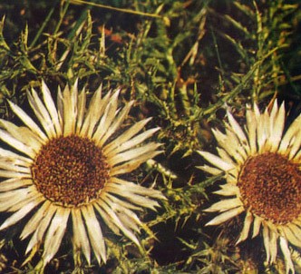 Fotografía de la planta Carlina angélica