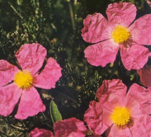 Jara de flores rosas
