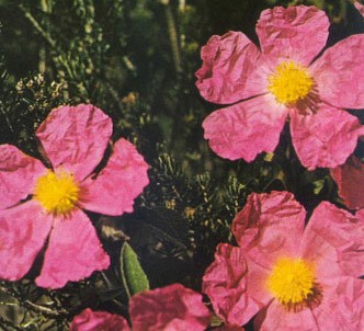 Fotografía de la planta Jara de flores rosas