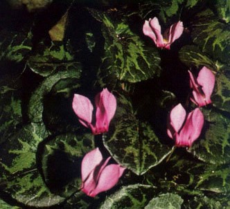 Fotografía de la planta Pamporcino