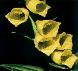 Digital amarillo