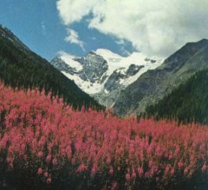 Adelfilla