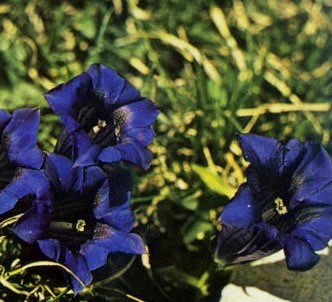 Fotografía de la planta Genciana alpina