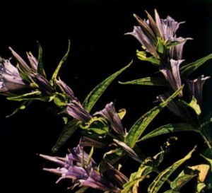 Genciana asclepiadea