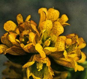 Genciana maculada