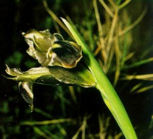 Iris tuberosa