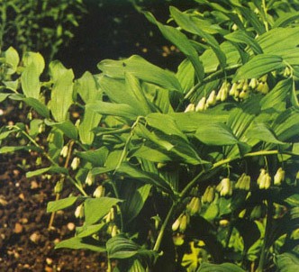 Fotografía de la planta Sello de salomón