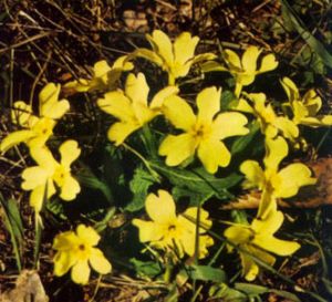 Primavera