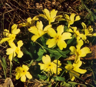 Fotografía de la planta Primavera