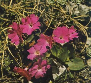 Primula