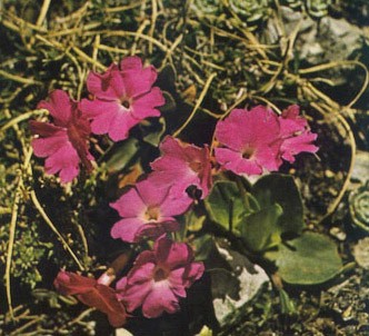 Fotografía de la planta Primula
