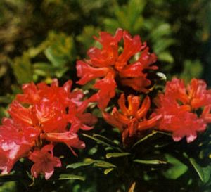 Rododendro