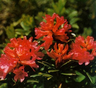 Fotografía de la planta Rododendro