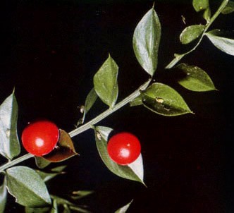 Fotografía de la planta Rusco - Arrayán