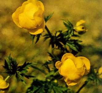 Fotografía de la planta Flor de san pallari