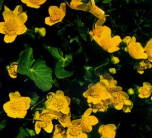 Hierba centella
