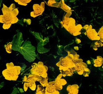 Fotografía de la planta Hierba centella