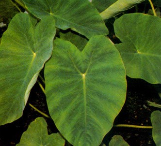 Fotografía de la planta Orejas de elefante