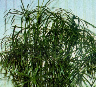 Fotografía de la planta Paraguas