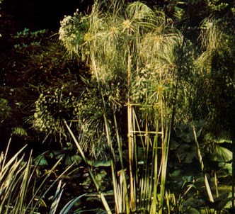 Fotografía de la planta Papiro