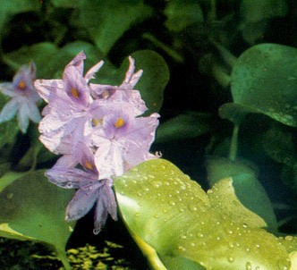 Fotografía de la planta Jacinto de agua