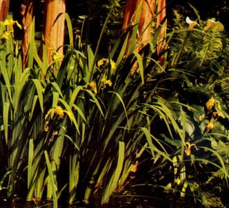 Fotografía de la planta Lirio espadañal