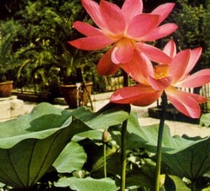 Flor de loto