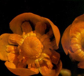 Fotografía de la planta Nenúfar amarillo