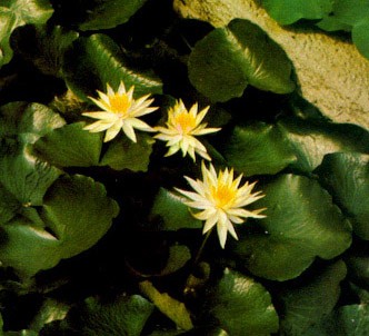 Fotografía de la planta Nenúfar