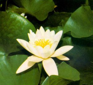 Nenúfar perfumado