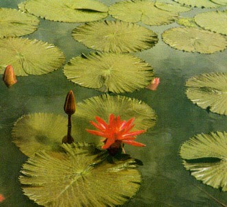 Fotografía de la planta Nenúfar rojo