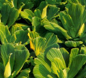 Lechuga de agua