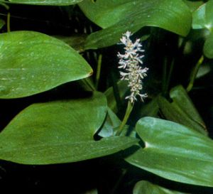Pontederia