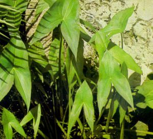 Sagitaria