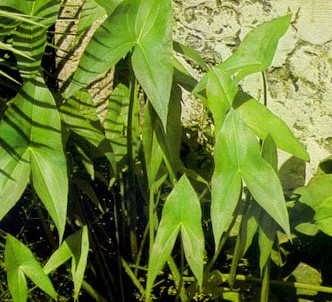Fotografía de la planta Sagitaria