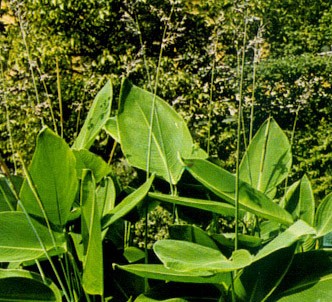 Fotografía de la planta Talia