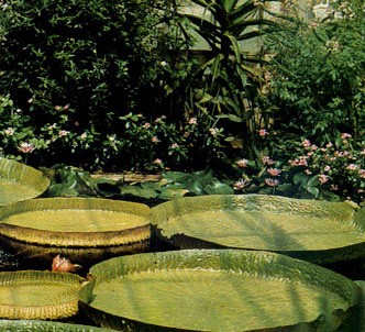 Fotografía de la planta Victoria regia