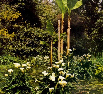 Fotografía de la planta Cala