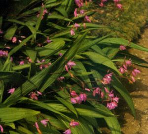 Orquídea