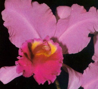 Fotografía de la planta Cattleya